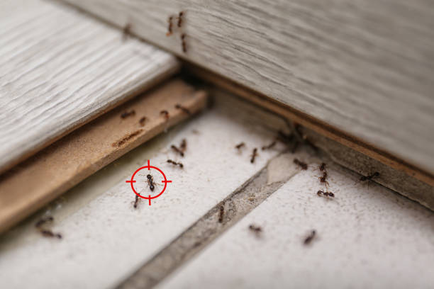 Pest Control for Restaurants in Mount Olive, AL