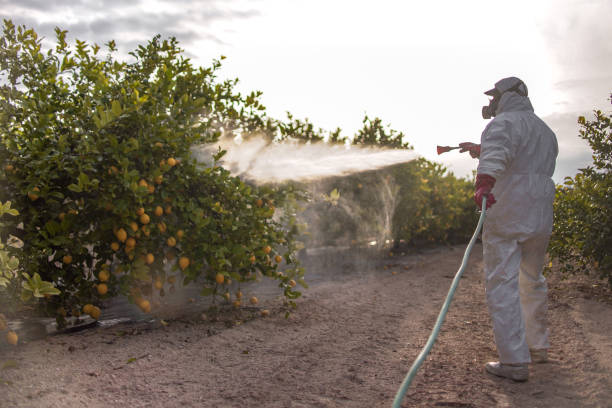 Best Insect Control  in Mount Olive, AL