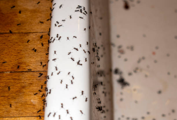 Best Termite Control Services  in Mount Olive, AL