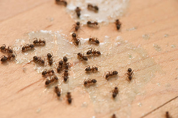 Best Pest Inspection Near Me  in Mount Olive, AL
